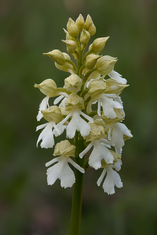 Orchis purpurea ipocromiche